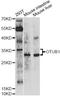 hOTU1 antibody, A10313, ABclonal Technology, Western Blot image 