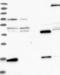 Serine Incorporator 5 antibody, NBP1-91164, Novus Biologicals, Western Blot image 