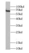 Syntaxin Binding Protein 2 antibody, FNab08361, FineTest, Western Blot image 
