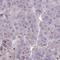 IST1 Factor Associated With ESCRT-III antibody, NBP2-33720, Novus Biologicals, Immunohistochemistry frozen image 