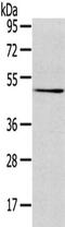 Transmembrane protease serine 4 antibody, CSB-PA034529, Cusabio, Western Blot image 