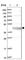 Glutaryl-CoA Dehydrogenase antibody, HPA043252, Atlas Antibodies, Western Blot image 