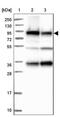 GYS antibody, NBP2-34071, Novus Biologicals, Western Blot image 