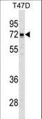 LCORL antibody, LS-C160037, Lifespan Biosciences, Western Blot image 