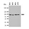 Hyaluronan mediated motility receptor antibody, orb76106, Biorbyt, Western Blot image 
