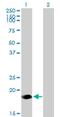 Ninjurin 2 antibody, H00004815-B02P, Novus Biologicals, Western Blot image 