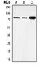 Citrate Synthase antibody, orb340956, Biorbyt, Western Blot image 