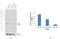 Nuclear Receptor Subfamily 1 Group H Member 3 antibody, PA1-331B, Invitrogen Antibodies, Western Blot image 