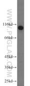 Zinc Finger And SCAN Domain Containing 20 antibody, 20855-1-AP, Proteintech Group, Western Blot image 