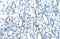 Myocyte Enhancer Factor 2A antibody, orb330001, Biorbyt, Immunohistochemistry paraffin image 