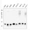 Thioredoxin 2 antibody, M04586-2, Boster Biological Technology, Western Blot image 
