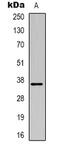 MAS Related GPR Family Member X3 antibody, abx133791, Abbexa, Western Blot image 