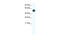 MPN Domain Containing antibody, 28-659, ProSci, Western Blot image 