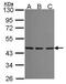 Spermine Synthase antibody, PA5-34839, Invitrogen Antibodies, Western Blot image 