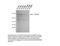 Mitotic Arrest Deficient 1 Like 1 antibody, LS-C82214, Lifespan Biosciences, Western Blot image 