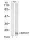 PP17 antibody, 79-425, ProSci, Western Blot image 