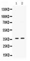 SIX Homeobox 1 antibody, PB9889, Boster Biological Technology, Western Blot image 