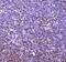 Core-Binding Factor Subunit Beta antibody, A01007-1, Boster Biological Technology, Immunohistochemistry frozen image 