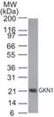 Gastrokine 1 antibody, NBP2-24766, Novus Biologicals, Western Blot image 