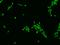 Transducin Beta Like 3 antibody, 203192-T02, Sino Biological, Immunohistochemistry frozen image 