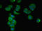 Coiled-Coil Domain Containing 112 antibody, LS-C378179, Lifespan Biosciences, Immunofluorescence image 