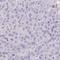 C1q And TNF Related 8 antibody, HPA056438, Atlas Antibodies, Immunohistochemistry paraffin image 