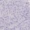 C1q And TNF Related 8 antibody, HPA056438, Atlas Antibodies, Immunohistochemistry paraffin image 