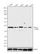 Protein Phosphatase 2 Regulatory Subunit B'Gamma antibody, 39-3600, Invitrogen Antibodies, Western Blot image 