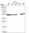 DnaJ Heat Shock Protein Family (Hsp40) Member A2 antibody, NBP2-57134, Novus Biologicals, Western Blot image 