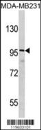 DLG Associated Protein 1 antibody, 62-498, ProSci, Western Blot image 