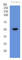 ADAM Metallopeptidase Domain 17 antibody, ab57484, Abcam, Western Blot image 