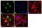 Forkhead Box C1 antibody, PA1-807, Invitrogen Antibodies, Immunofluorescence image 