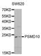 Proteasome 26S Subunit, Non-ATPase 10 antibody, orb136183, Biorbyt, Western Blot image 
