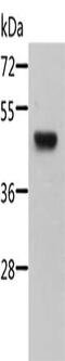 STE20 Related Adaptor Beta antibody, CSB-PA052910, Cusabio, Western Blot image 