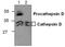 Cathepsin D antibody, NBP1-50682, Novus Biologicals, Western Blot image 