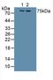 Interleukin 1 Receptor Type 1 antibody, LS-C294809, Lifespan Biosciences, Western Blot image 