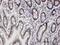 Interleukin Enhancer Binding Factor 3 antibody, H00003609-B01P, Novus Biologicals, Immunohistochemistry frozen image 