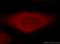 Retrotransposon Gag Like 8A antibody, 20282-1-AP, Proteintech Group, Immunofluorescence image 