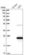 Leucine Zipper And CTNNBIP1 Domain Containing antibody, NBP1-81197, Novus Biologicals, Western Blot image 