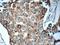 TIMP Metallopeptidase Inhibitor 3 antibody, 10858-1-AP, Proteintech Group, Immunohistochemistry frozen image 