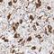 Oxytocin/Neurophysin I Prepropeptide antibody, NBP2-68928, Novus Biologicals, Immunohistochemistry frozen image 