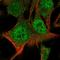 Poly [ADP-ribose] polymerase 9 antibody, HPA066708, Atlas Antibodies, Immunocytochemistry image 