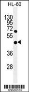 Glycerophosphodiester phosphodiesterase domain-containing protein 1 antibody, 55-839, ProSci, Western Blot image 