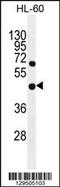 Glycerophosphodiester phosphodiesterase domain-containing protein 1 antibody, 55-839, ProSci, Western Blot image 