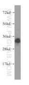 Ribonuclease H2 Subunit A antibody, 16132-1-AP, Proteintech Group, Western Blot image 