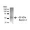 Beclin 2 antibody, PA5-77774, Invitrogen Antibodies, Western Blot image 