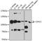 Cadherin 11 antibody, 23-407, ProSci, Western Blot image 