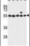 G Protein-Coupled Receptor 180 antibody, PA5-26788, Invitrogen Antibodies, Western Blot image 