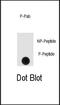 Sprouty RTK Signaling Antagonist 4 antibody, PA5-13014, Invitrogen Antibodies, Dot Blot image 