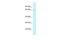 TRNA Methyltransferase 5 antibody, PA5-69558, Invitrogen Antibodies, Western Blot image 